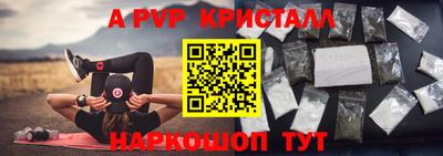гашик Кингисепп